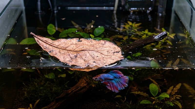 una hoja de almendro de indias flotando en el agua de un acuario de betta