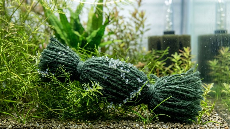 una mopa de cría de hilos de lana sintética sumergida entre plantas de hoja fina con diminutos huevos translúcidos enganchados en un acuario de cría limpio