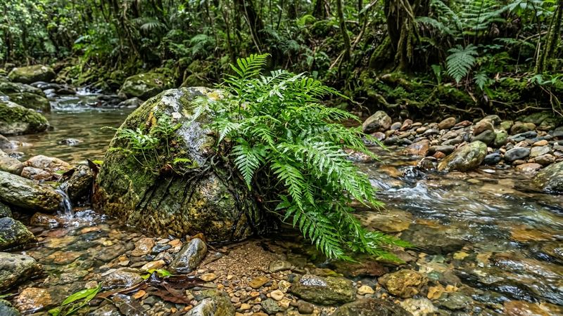 un helecho Bolbitis creciendo agarrado a una roca dentro de un arroyo africano de aguas claras y sombreadas, entre piedras