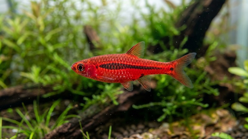 un macro del cuerpo de un boraras, coloración rojo escarlata intensa recorrida por una fina marca negra a lo largo del costado, escamas nítidas y detalladas, en un nano-acuario limpio de luz suave