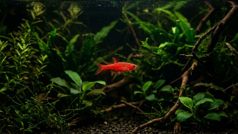 una Boraras brigittae de un rojo chili encendido nadando entre plantas verdes en un acuario plantado con agua oscura, el pez destaca como una llama por el contraste con el fondo