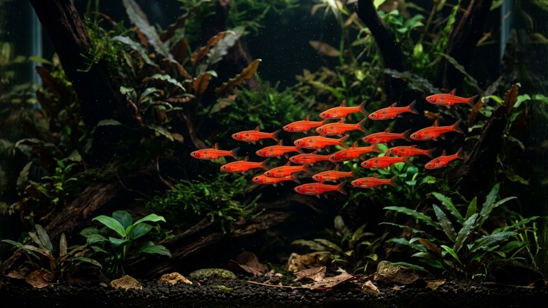 un gran cardumen de quince o veinte boraras rojos nadando juntos por la zona abierta de un acuario plantado y oscuro, como una nube de pequeñas brasas encendidas