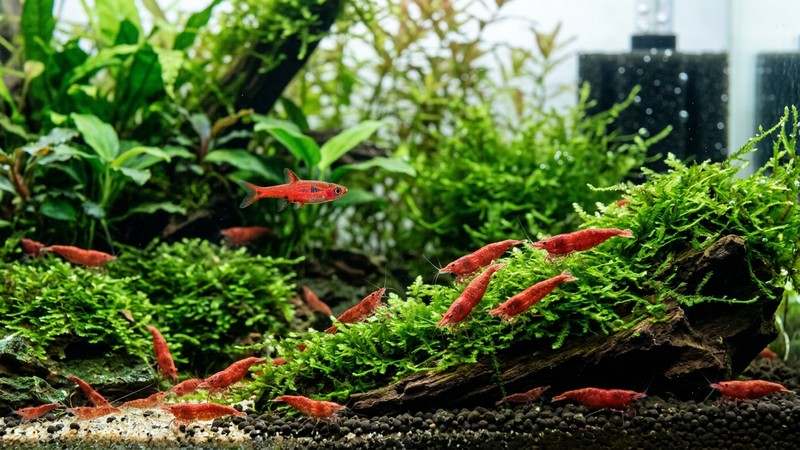 un boraras rojo y varios camarones neocaridina de color rojo conviviendo pacíficamente en un nano-acuario con musgo verde, agua cristalina y colores vivos y realistas