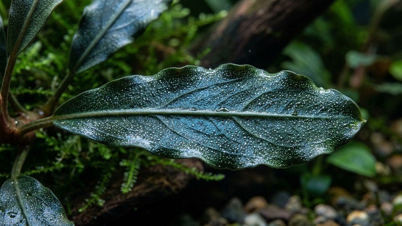 un primer plano de una hoja de bucephalandra verde oscuro con reflejos azulados y pequeños puntitos blancos repartidos por su superficie