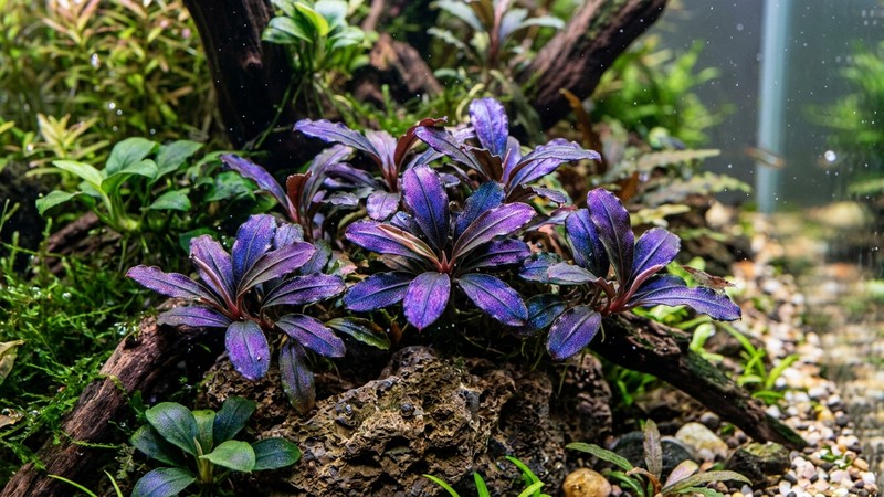 unas hojas de bucephalandra con brillos metálicos púrpura y azulados intensos iluminadas por una buena luz dentro de un acuario