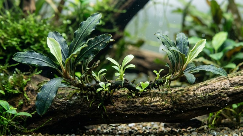 una bucephalandra con pequeños brotes y retoños jóvenes de un verde claro saliendo de su rizoma