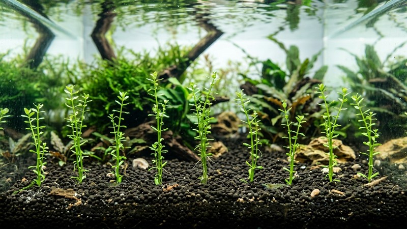 varios tallos verdes recién plantados y separados entre sí clavados en el sustrato oscuro del fondo de un acuario