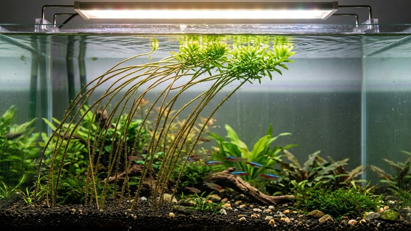 unos tallos larguiruchos y espigados estirándose hacia la lámpara del acuario, con hojas solo en la parte de arriba