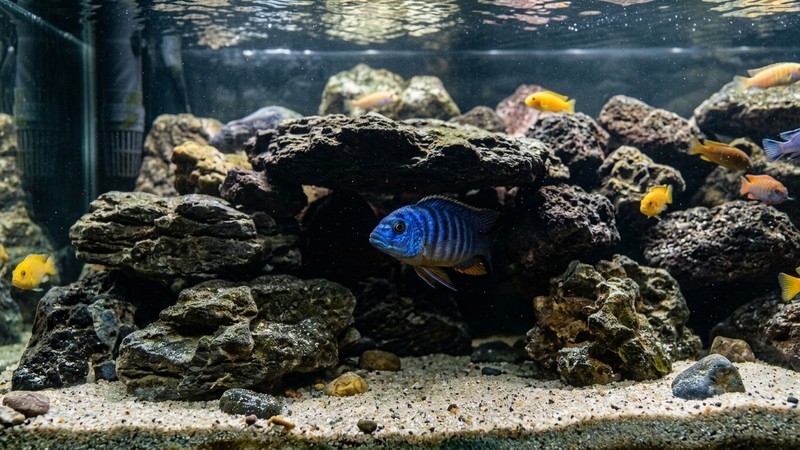 una cueva de roca oscura dentro de un acuario tipo Malawi, con un cíclido mbuna de colores vivos asomando la cabeza desde la entrada, ambiente rocoso y agua cristalina