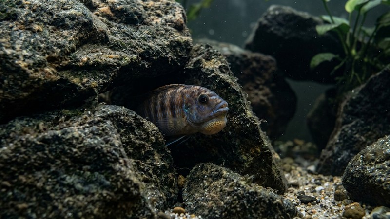 una hembra de cíclido del Malawi escondida entre grandes rocas y oquedades de un acuario, en penumbra suave, con la boca ligeramente hinchada, agua limpia y transparente