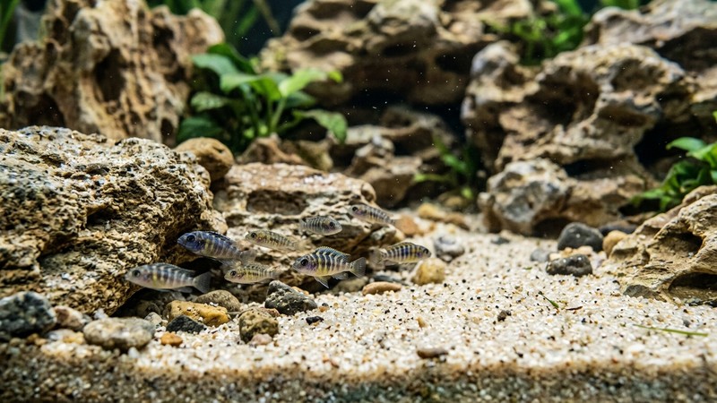 varios alevines diminutos de cíclido africano nadando muy cerca del fondo de arena y de las rocas de un acuario, detalle nítido de los peces pequeños, agua cristalina