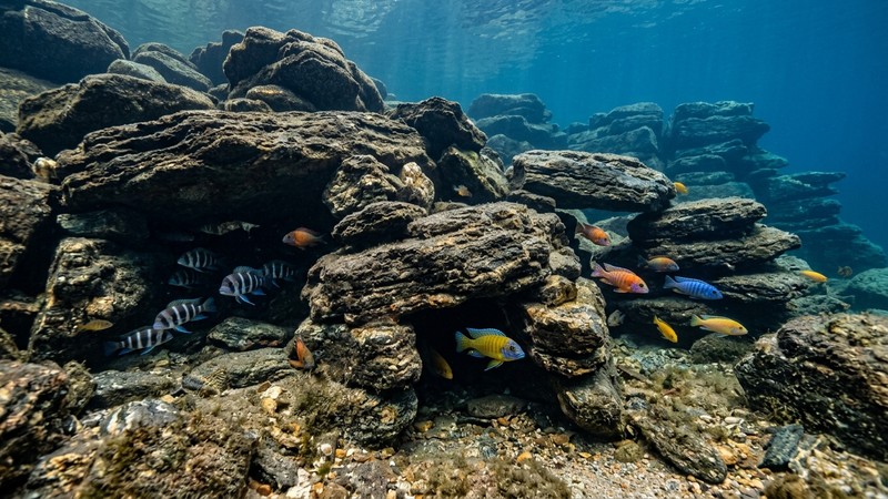 un paisaje subacuático de rocas metamórficas apiladas formando cuevas, evocando el fondo rocoso de un gran lago africano, con algún cíclido colorido asomando entre las piedras y agua muy transparente