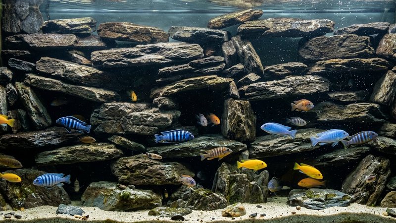 una pared de rocas apiladas dentro de un acuario formando muchas cuevas y recovecos oscuros, con cíclidos africanos coloridos entrando y saliendo de los huecos, agua transparente