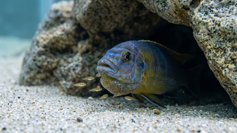una hembra de cíclido del Malawi con la boca abultada por la incubación bucal, escondida en la entrada de una cueva de roca, con pequeños alevines cerca y agua muy limpia