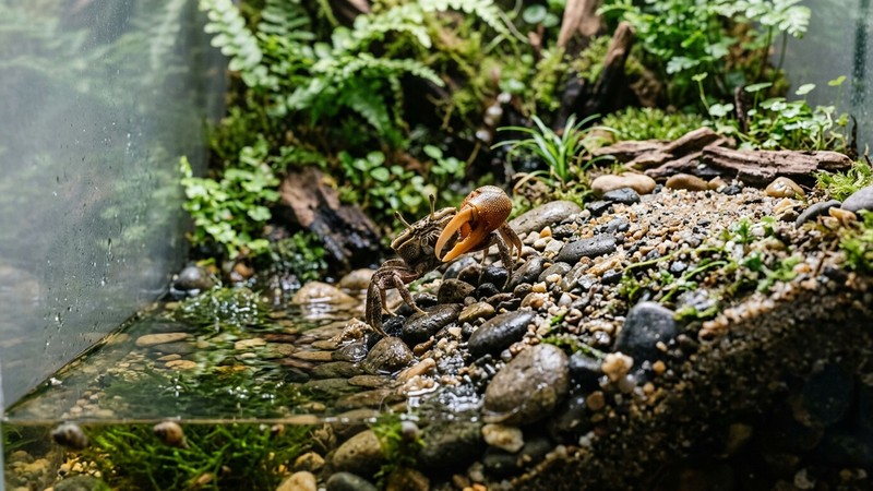 una rampa de piedras y arena que sube desde el agua somera hasta la orilla seca de un acuaterrario, con un cangrejo violinista trepando por ella