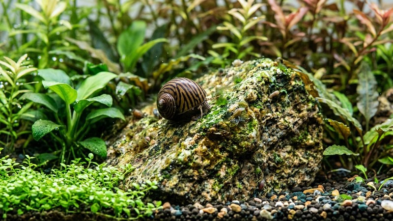 un caracol neritina comiendo algas sobre una roca en un acuario plantado de agua clara y cristales limpios