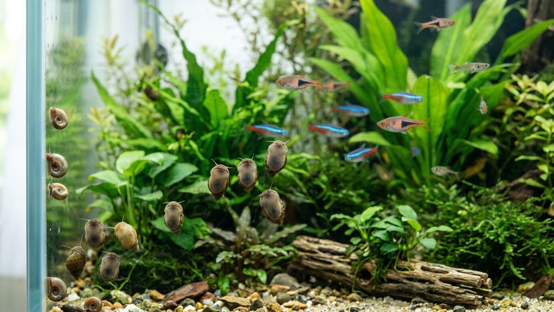 varios caracoles pequeños subiendo por el cristal de un acuario plantado y limpio con peces sanos nadando al fondo