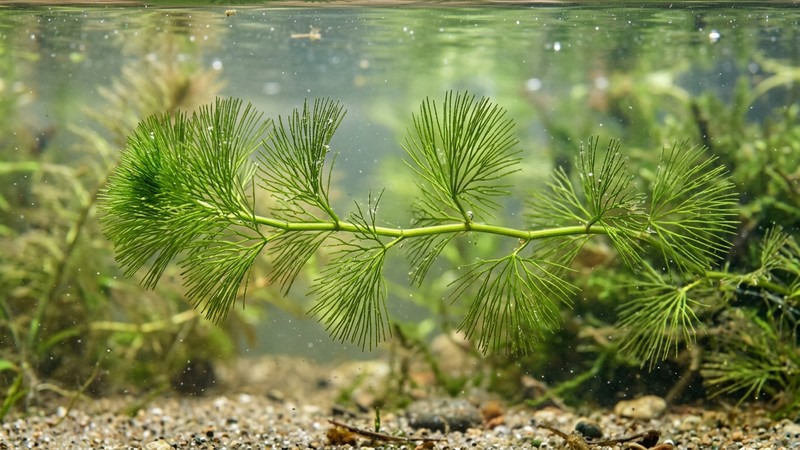 un primer plano de una sola rama de cabomba caroliniana verde bajo el agua, mostrando el detalle de sus hojas en forma de abanico dividido en filamentos muy finos