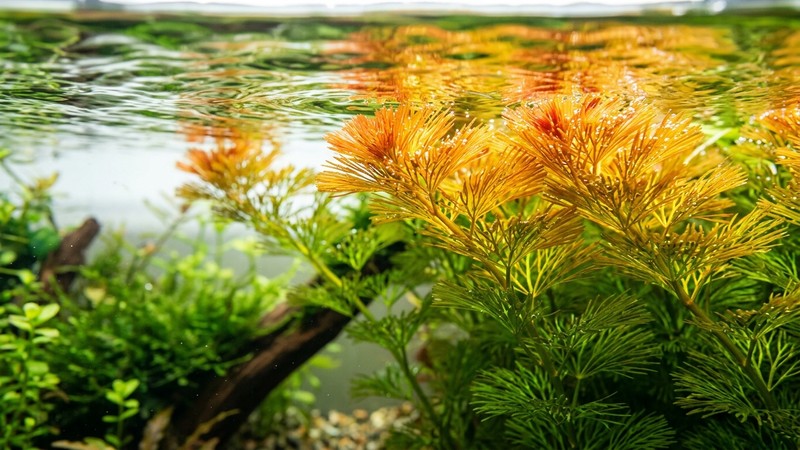 un detalle de las puntas superiores de la cabomba tornándose de color amarillo anaranjado al acercarse a la superficie iluminada del agua