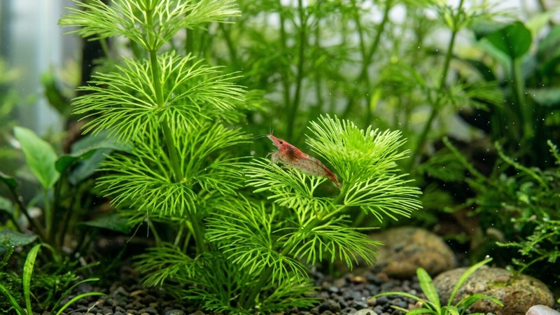una pequeña gamba de acuario limpiando entre los filamentos finos de una planta de cabomba verde, agua cristalina y colores realistas