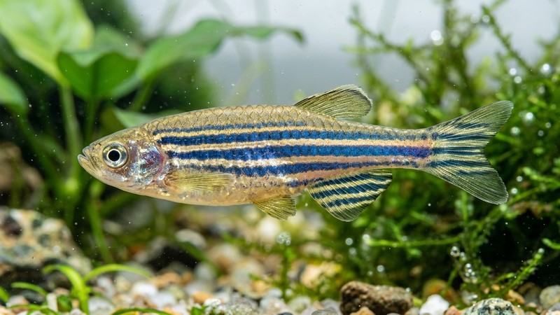un primer plano de un danio cebra mostrando con nitidez sus rayas azules horizontales sobre el cuerpo plateado dorado, de la cabeza a la cola, en agua limpia y bien iluminada