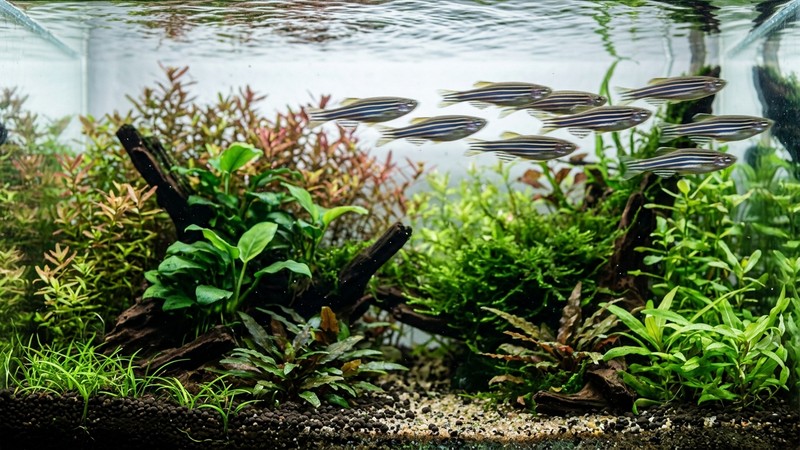 varios danios cebra desplazándose a gran velocidad por la franja superior de un acuario plantado, estela de movimiento y agua muy limpia