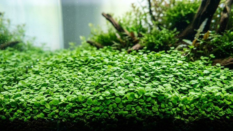 un primer plano de una alfombra densa de hojitas redondas verdes tipo Cuba cubriendo el fondo de un acuario limpio de agua transparente