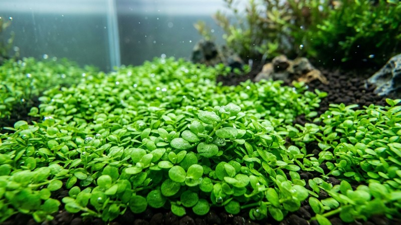un macro de hojitas verdes diminutas y redondeadas de planta tapizante formando una alfombra densa bajo el agua cristalina de un acuario