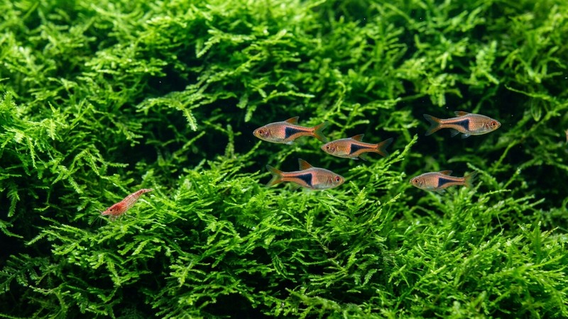 un primer plano de una alfombra verde tupida de tapizante perfectamente podada y densa cubriendo el fondo de un acuario cristalino