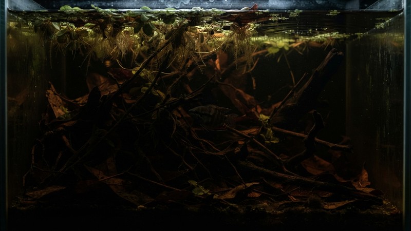 un acuario de biotopo en penumbra con iluminación muy tenue, plantas flotantes en la superficie y un gurami chocolate entre las sombras