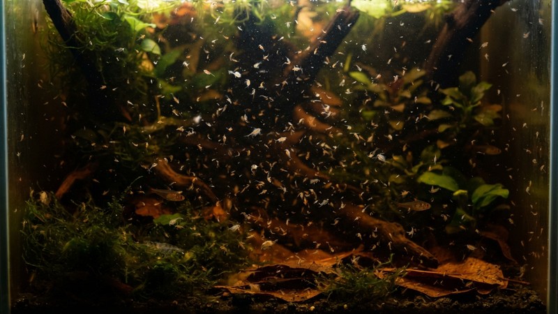 pequeñas presas acuáticas como artemia y larvas finas dispersas en el agua ambarina de un acuario plantado y sombreado
