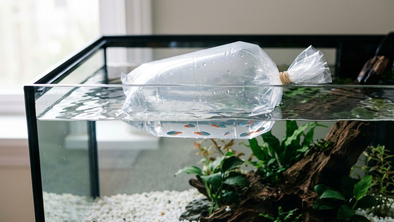unos pocos peces pequeños dentro de una bolsa transparente flotando en la superficie de un acuario nuevo durante la aclimatación