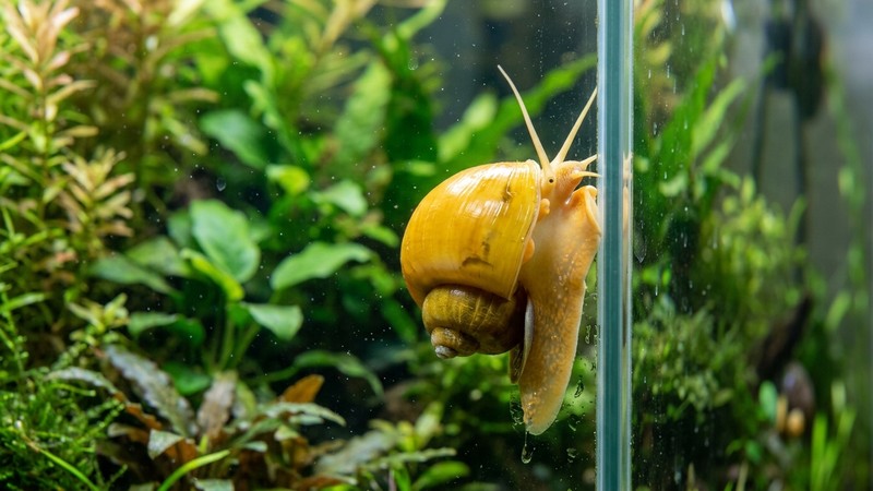 un caracol manzana dorado de concha brillante trepando por el cristal interior de un acuario plantado y cristalino, con plantas verdes de fondo desenfocadas. Primer plano nítido del caracol