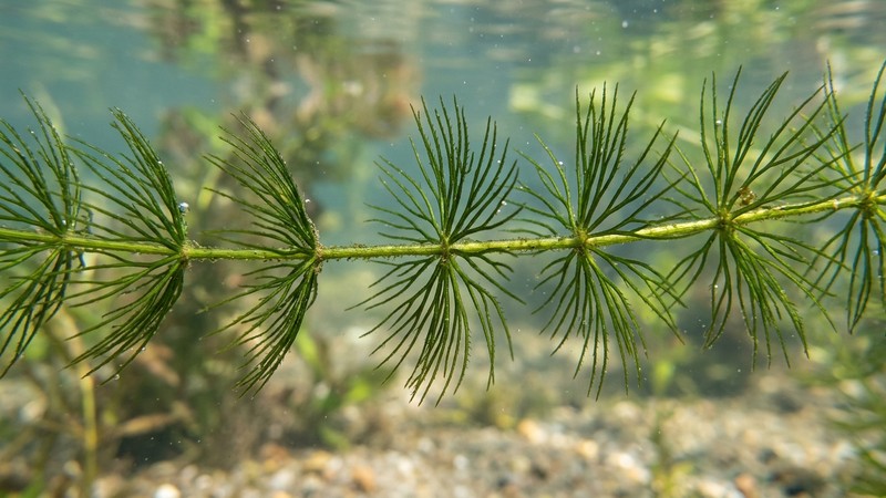un primer plano de un tallo de Ceratophyllum demersum con sus verticilos de hojas finas y divididas, sobre fondo de agua muy clara