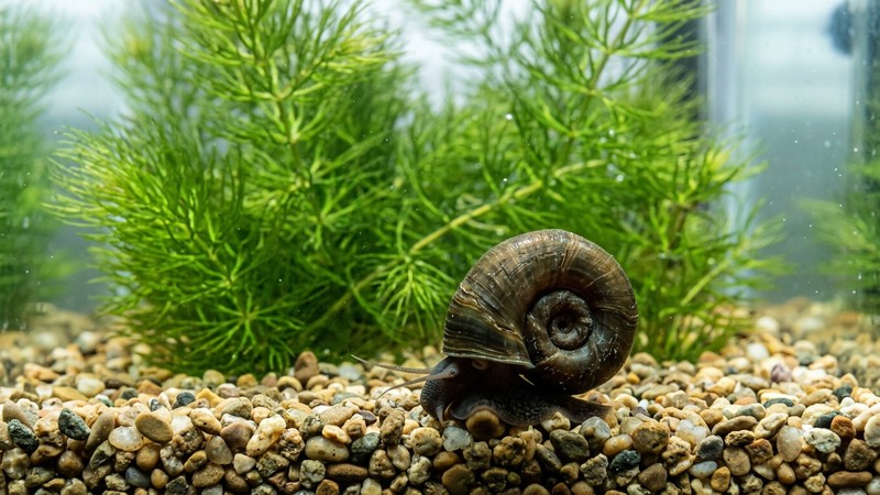 un caracol cuerno de carnero sobre el fondo de grava limpia de un acuario, con matas de cola de zorro al fondo