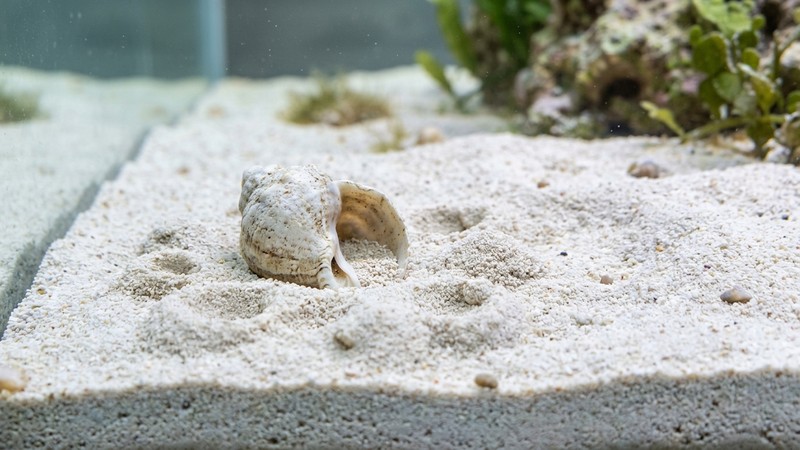 pequeños cráteres y montañitas esculpidos en la arena fina alrededor de una caracola semienterrada en el fondo de un acuario limpio