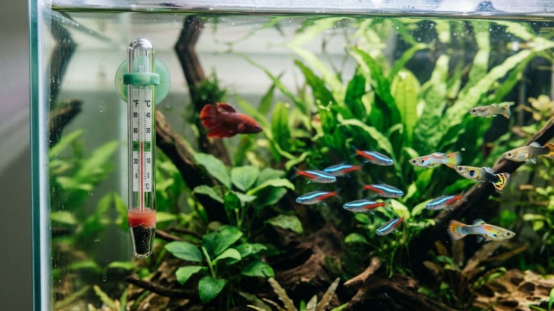 un termómetro dentro de un acuario tropical plantado con peces de colores nadando en aguas templadas y cristalinas
