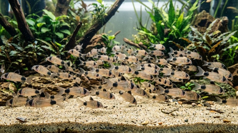 un cardumen numeroso de corydoras panda de la misma especie nadando juntas sobre la arena