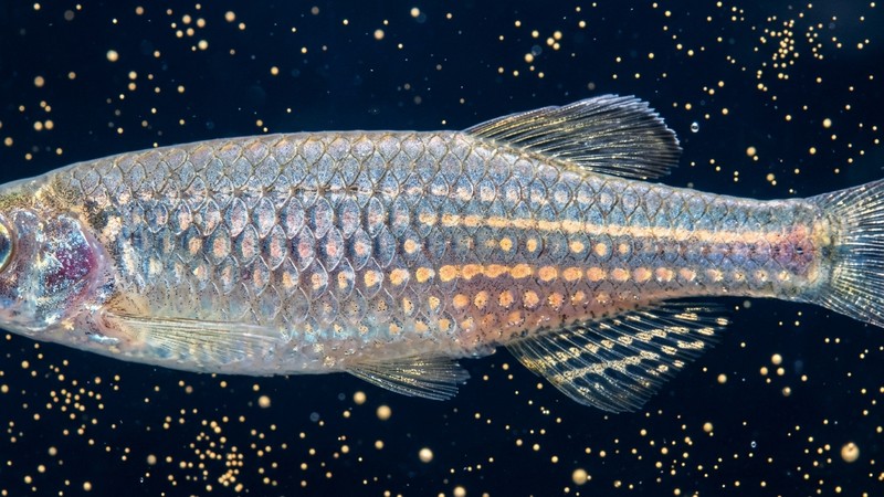 un macro del cuerpo de un danio perla, fondo azul de medianoche salpicado de puntos perlados dorados que parecen constelaciones, escamas nítidas y detalladas, en un acuario limpio y bien iluminado de forma suave