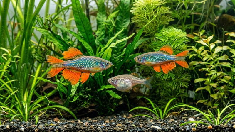 dos machos de danio perla desplegando su color más intenso mientras se cortejan entre plantas verdes, aletas anales de un naranja encendido, junto a una hembra de vientre redondeado más apagada