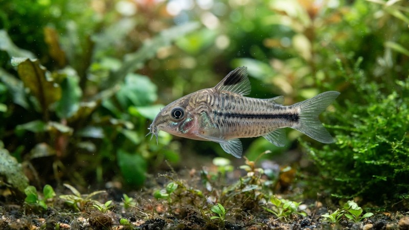 una corydora pigmea en primer plano lateral donde se aprecia con nitidez la línea negra horizontal que recorre su cuerpo plateado desde el hocico hasta la cola, fondo de acuario plantado desenfocado