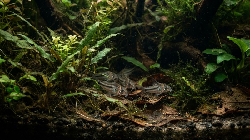 un pequeño grupo de corydoras pigmeas escondidas y apretadas entre matas de plantas densas en un rincón sombreado del acuario, ambiente de refugio