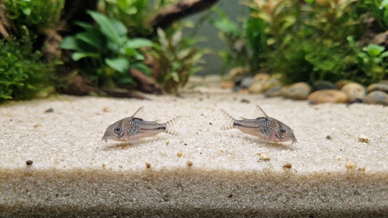un fondo de acuario cubierto de arena fina y suave de tono claro, muy limpia y sin cantos, con un par de corydoras pigmeas posadas encima