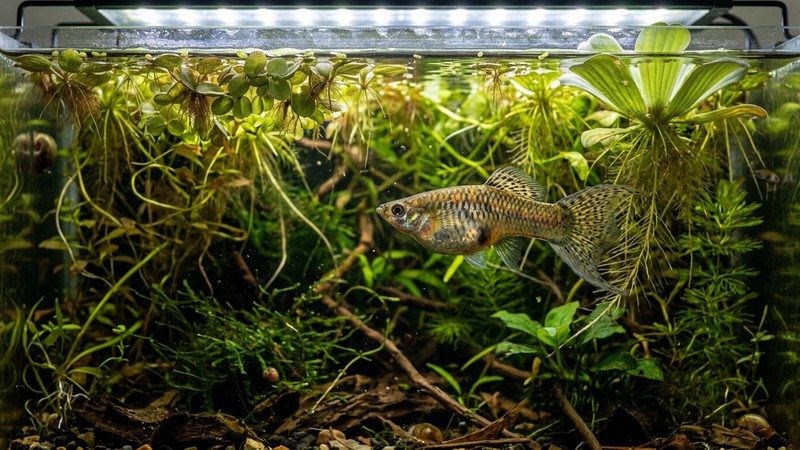 una hembra de pez vivíparo de vientre abultado nadando entre plantas flotantes densas de un acuario