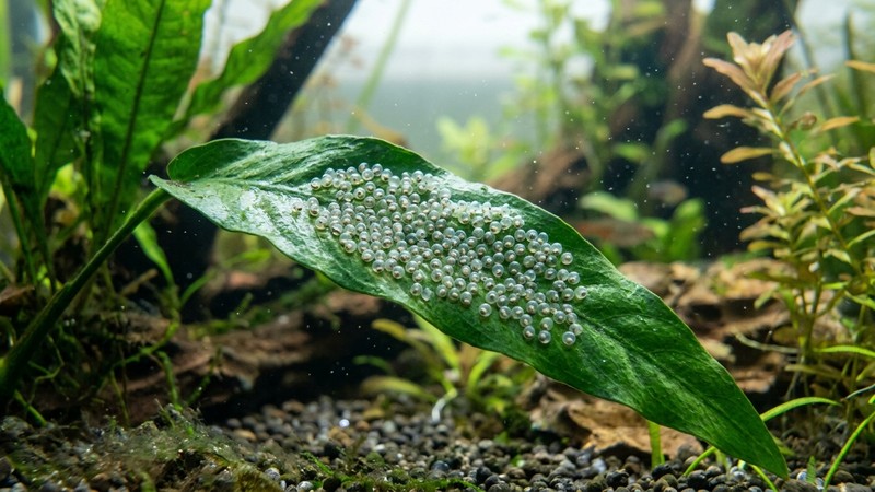 un primer plano de pequeños huevos de pez adheridos a una hoja verde bajo el agua de un acuario