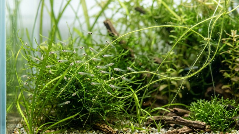 diminutos alevines de pez alimentándose entre plantas finas en agua muy clara de un acuario de cría