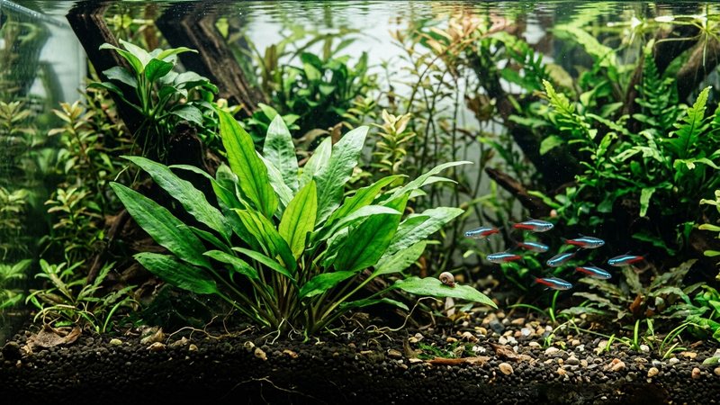 una cryptocoryne de hojas onduladas en tonos café y cobrizos en primer plano dentro de un acuario plantado de agua cristalina