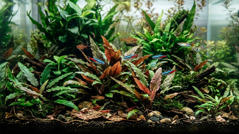 un acuario plantado sombreado y frondoso con cryptocoryne de hojas verdes y rojizas extendida por el fondo y peces tropicales pequeños entre las hojas