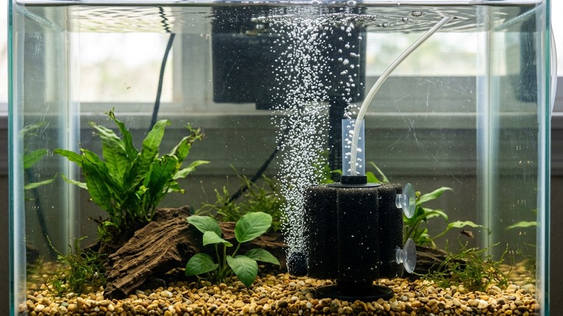 un filtro de esponja soltando burbujas finas de aire dentro de un acuario pequeño y sencillo