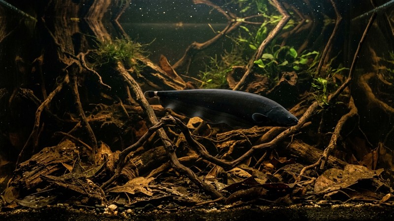 un pez cuchillo negro deslizándose entre raíces sumergidas y hojarasca en un acuario de aguas oscuras estilo amazónico teñidas por taninos, agua limpia, ambiente natural en penumbra